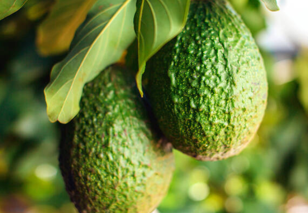 Masca hidratanta pentru fata Avocado Nourishing Hydration, 28 ml, Kiehl's